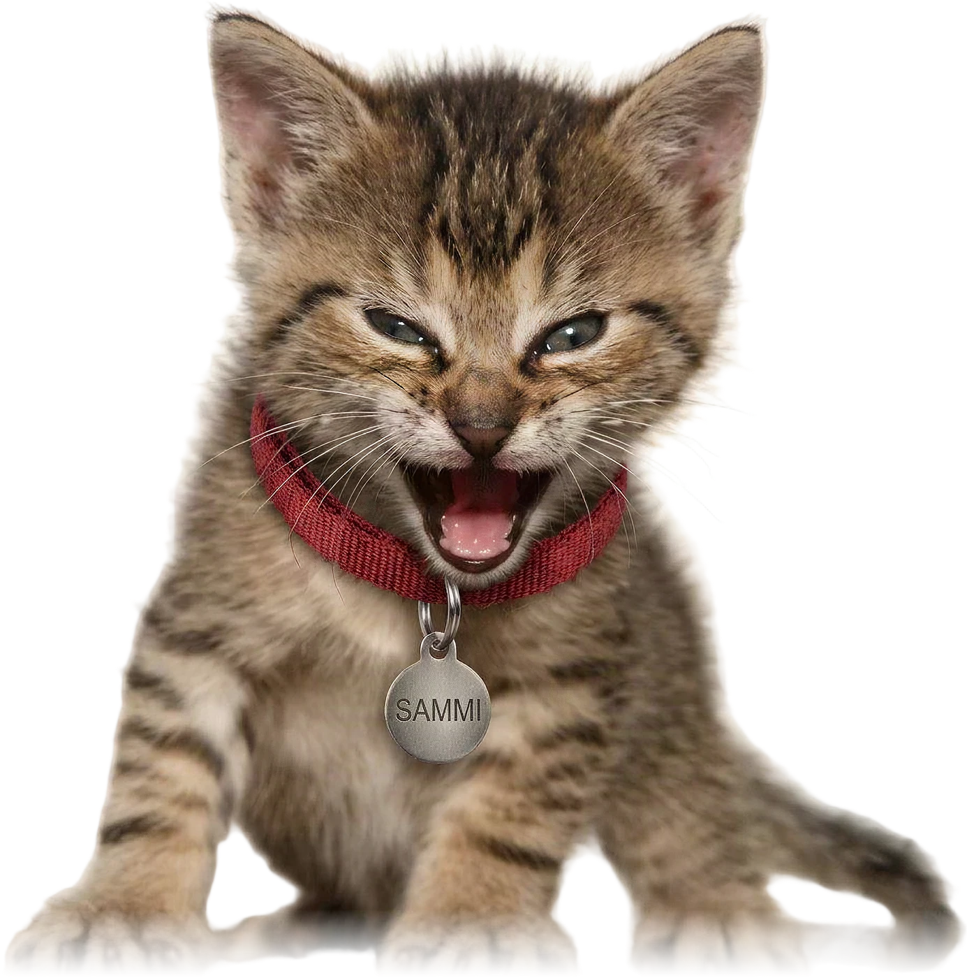 Sammi, a roaring tabby kitten wearing a red collar with a steel tag engraved SAMMI