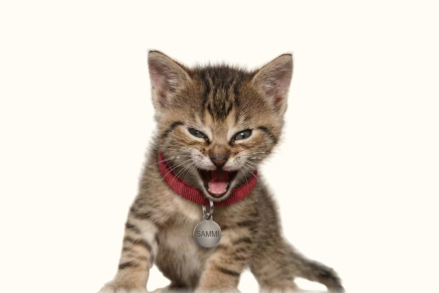 Sammi the kitten, mid-roar, wearing a red collar with a SAMMI tag